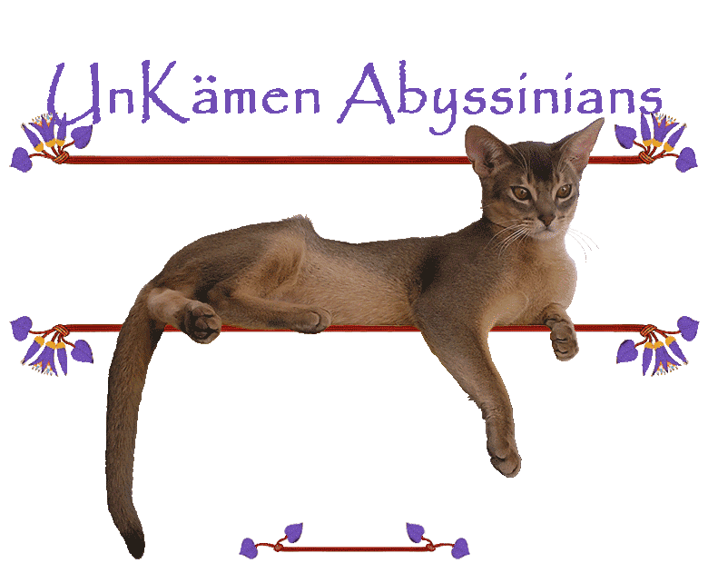 UnKamen Abyssinians, Faded Glory,blue male Abyssinian