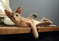 Blue Abyssinian male kitten