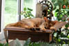 sadie in sunroom